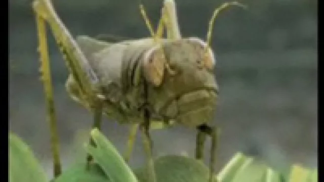 Salta, salta, salta pequeña langosta (by DirecTV)