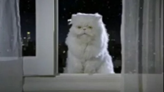 Cablevisión y un gato que te cuenta el final de todas las películas